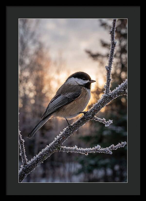 Chickadee On Frosted Branch