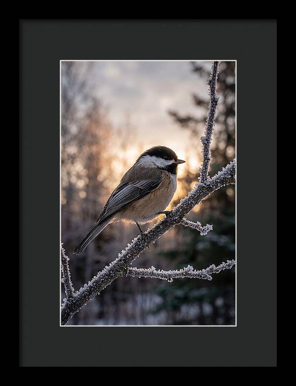 Chickadee On Frosted Branch