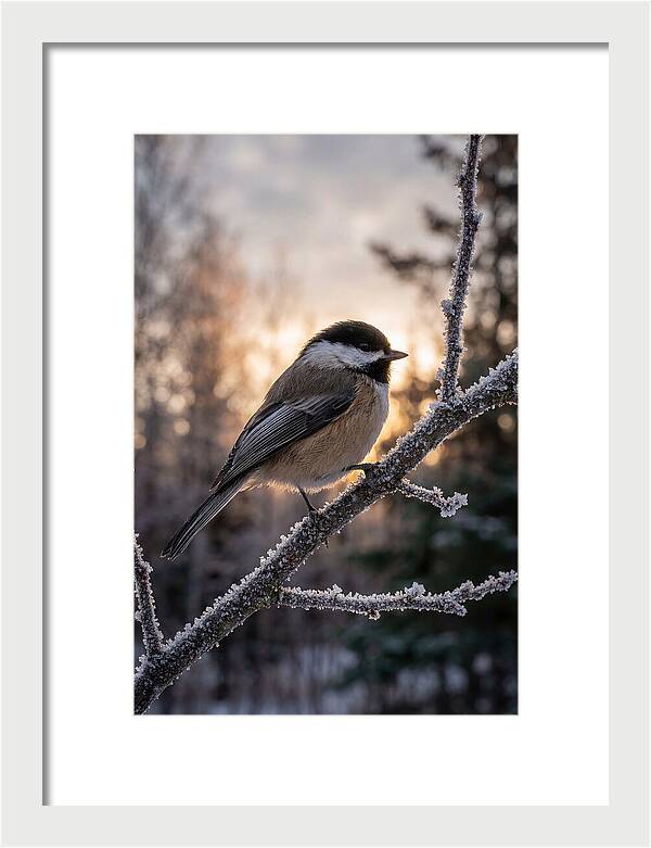 Chickadee On Frosted Branch