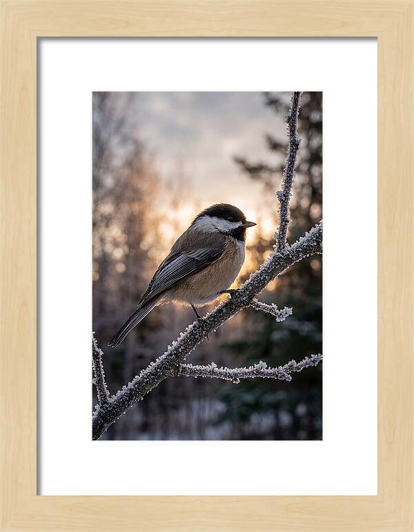 Chickadee On Frosted Branch