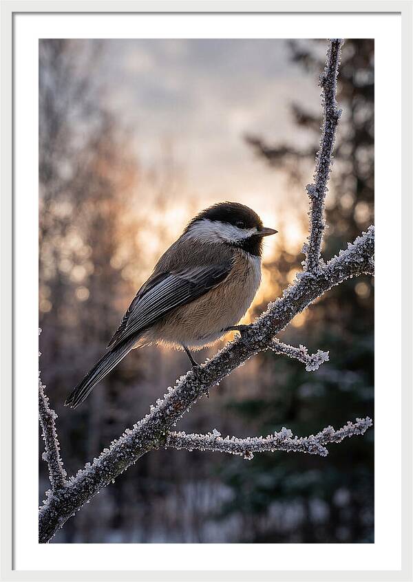 Chickadee On Frosted Branch