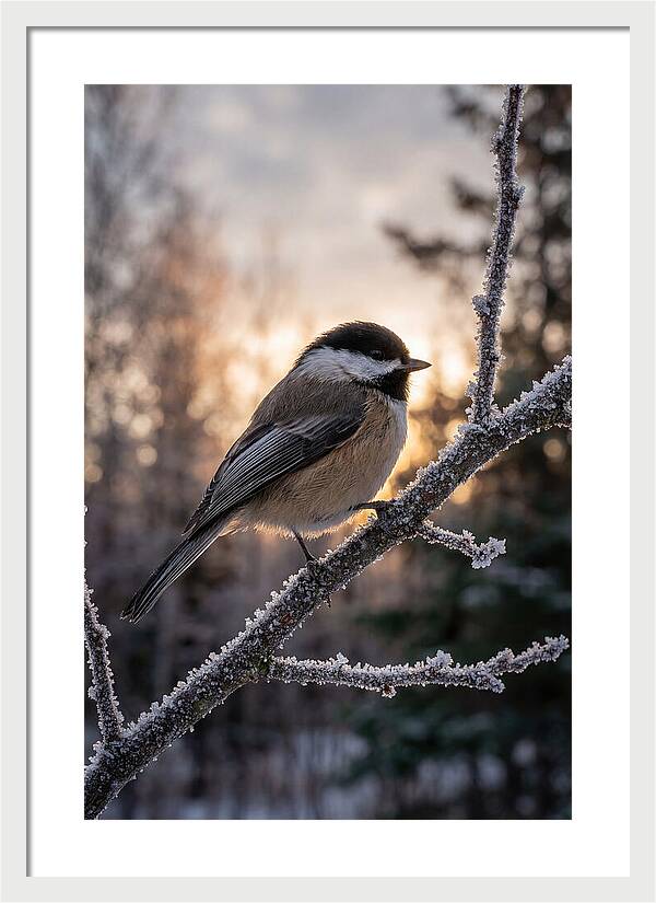 Chickadee On Frosted Branch