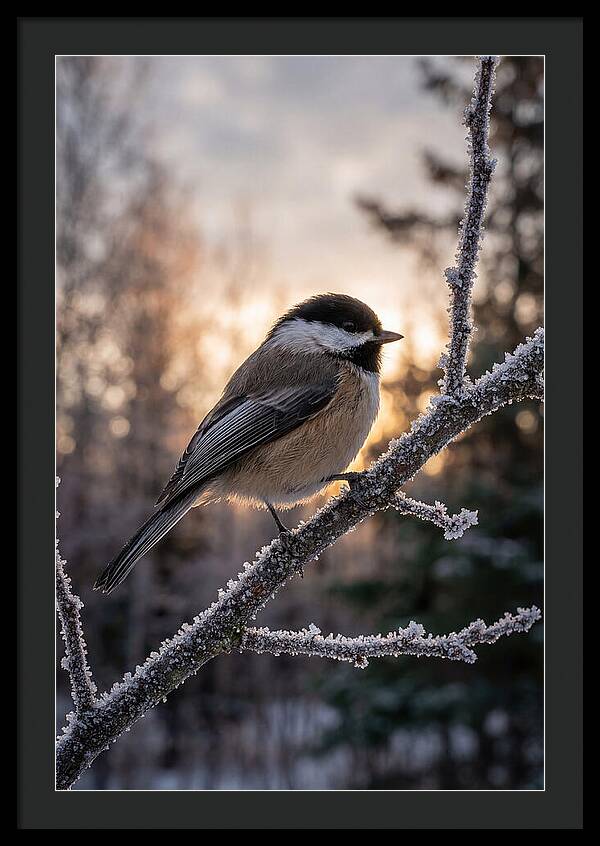 Chickadee On Frosted Branch