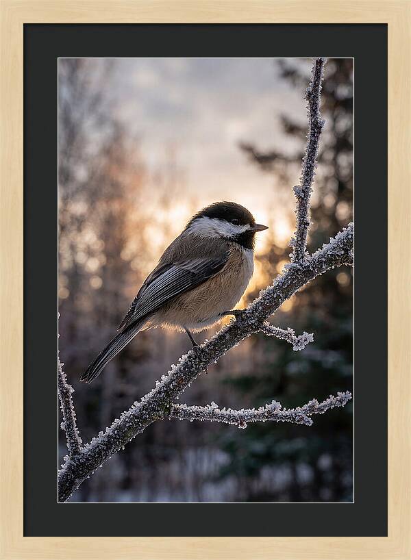 Chickadee On Frosted Branch