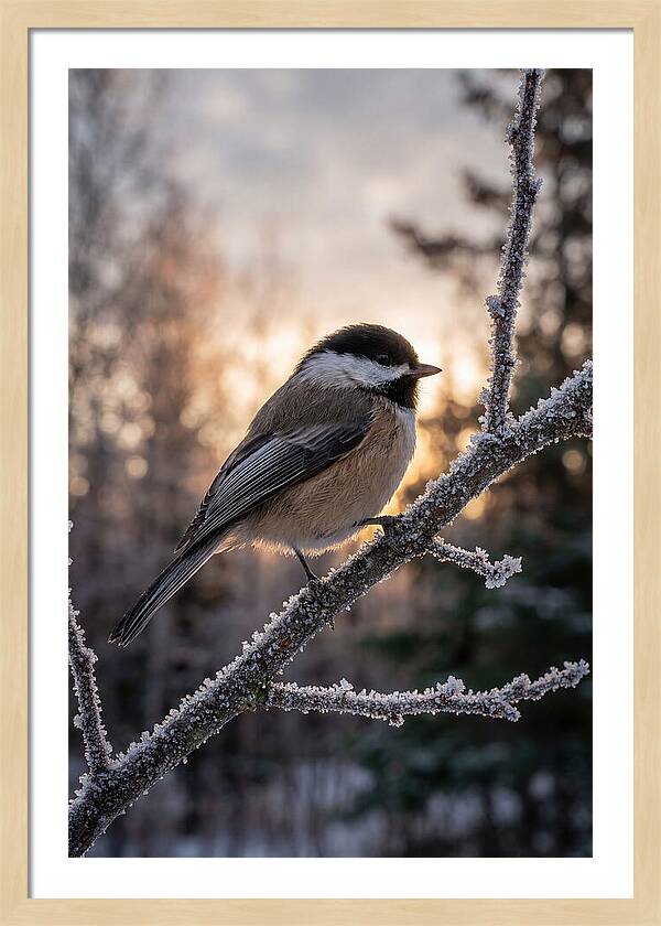 Chickadee On Frosted Branch
