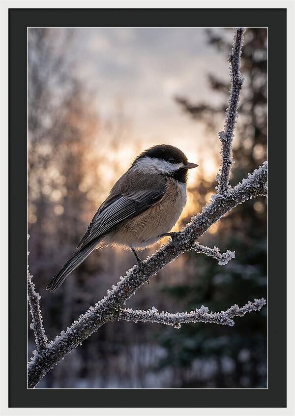 Chickadee On Frosted Branch