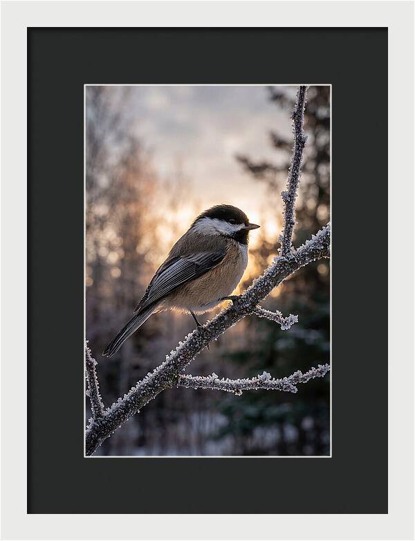 Chickadee On Frosted Branch