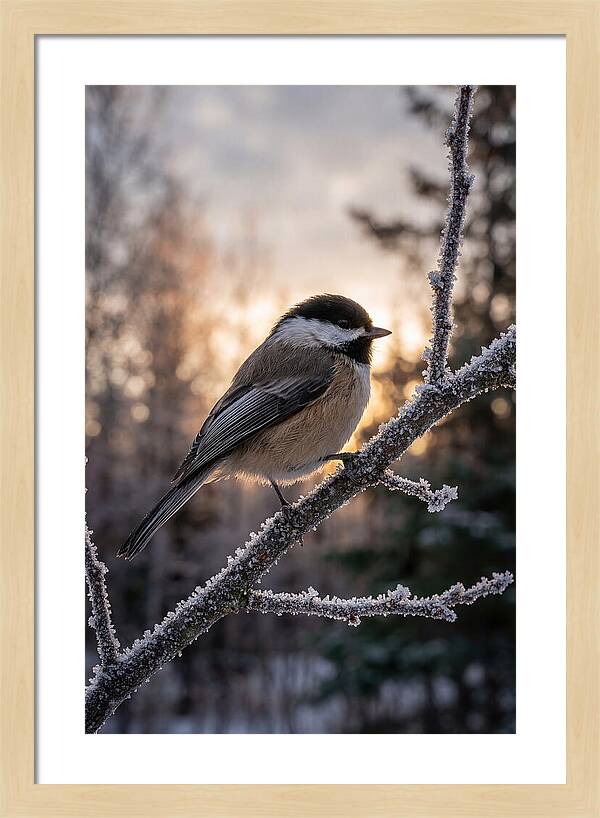 Chickadee On Frosted Branch