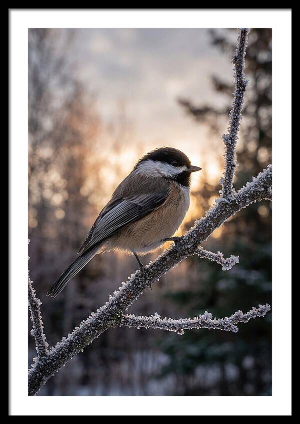 Chickadee On Frosted Branch