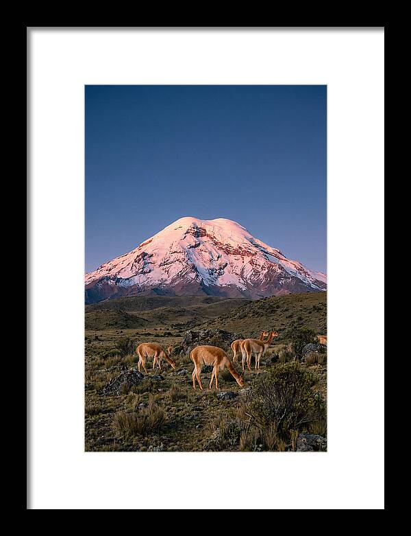 Chimborazo Volcano At Sunrise