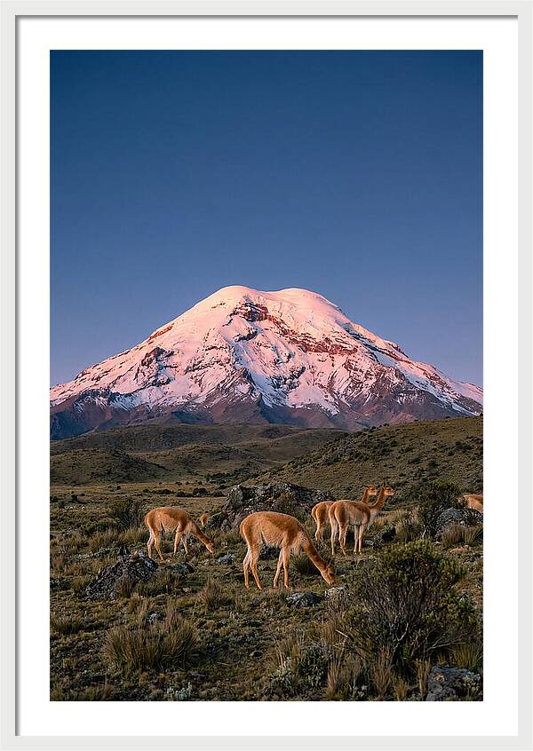 Chimborazo Volcano At Sunrise