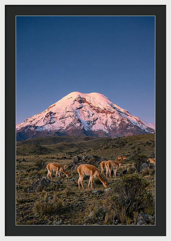 Chimborazo Volcano At Sunrise