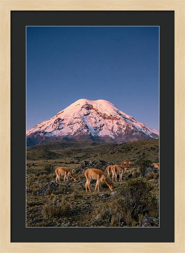 Chimborazo Volcano At Sunrise