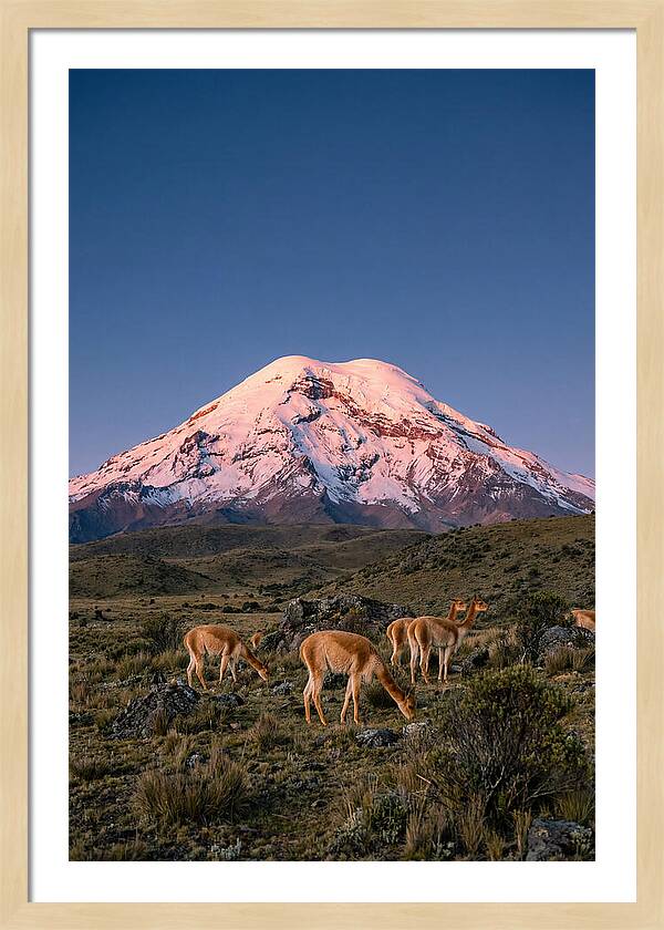 Chimborazo Volcano At Sunrise