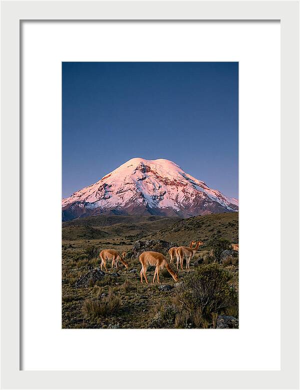 Chimborazo Volcano At Sunrise