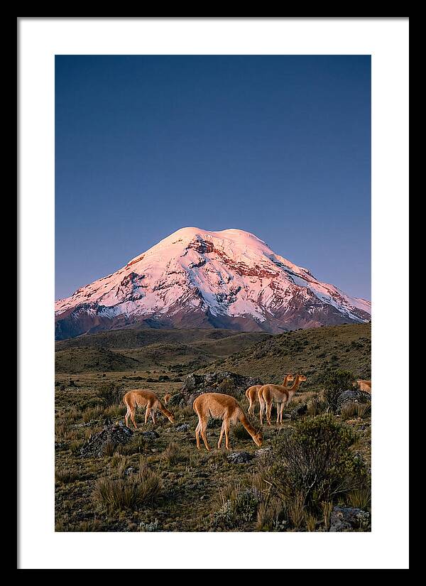 Chimborazo Volcano At Sunrise