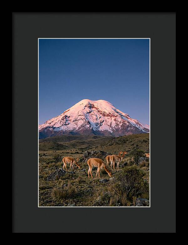 Chimborazo Volcano At Sunrise
