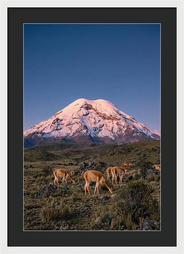 Chimborazo Volcano At Sunrise