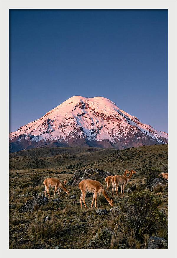 Chimborazo Volcano At Sunrise