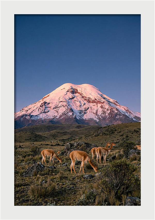 Chimborazo Volcano At Sunrise
