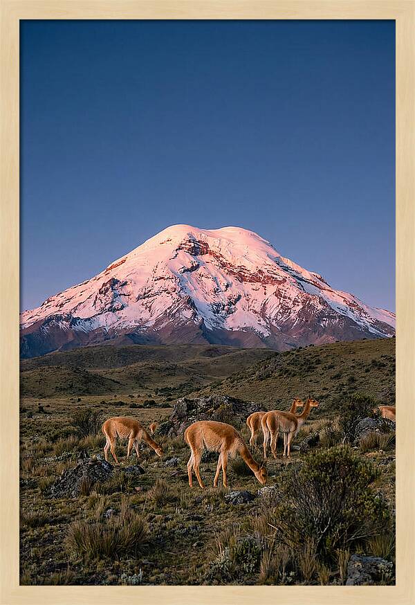 Chimborazo Volcano At Sunrise
