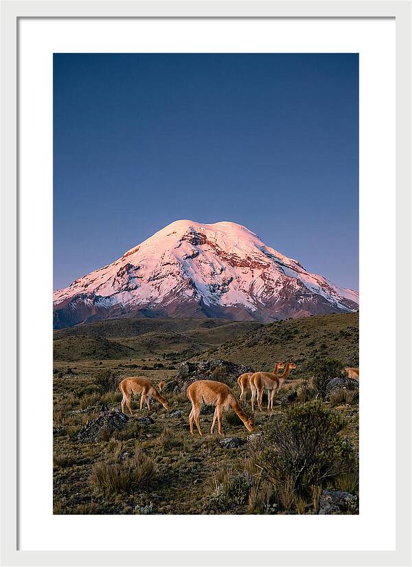 Chimborazo Volcano At Sunrise