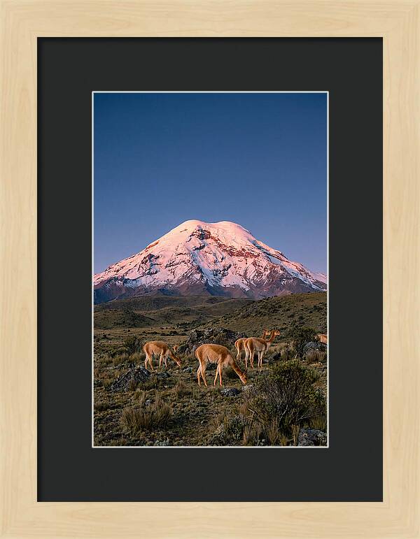 Chimborazo Volcano At Sunrise