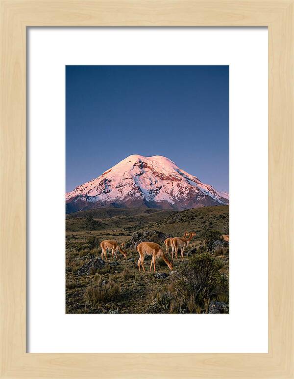 Chimborazo Volcano At Sunrise