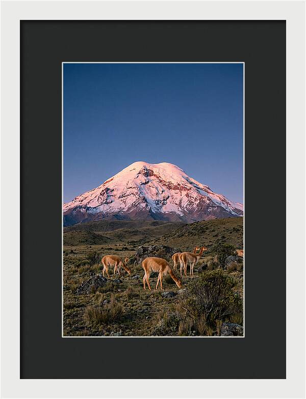Chimborazo Volcano At Sunrise