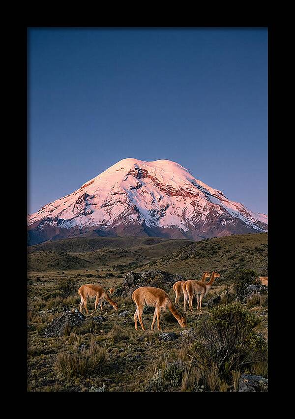 Chimborazo Volcano At Sunrise