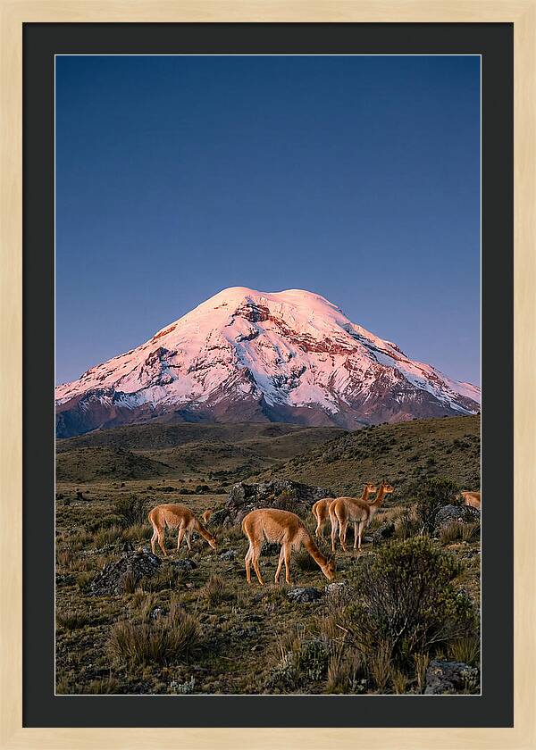 Chimborazo Volcano At Sunrise