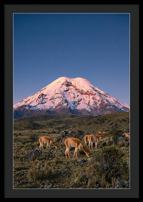 Chimborazo Volcano At Sunrise