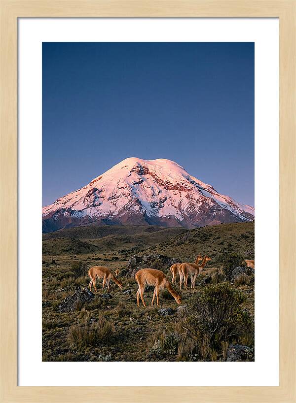 Chimborazo Volcano At Sunrise
