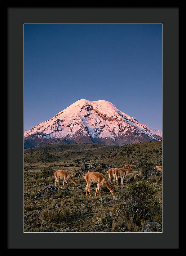 Chimborazo Volcano At Sunrise
