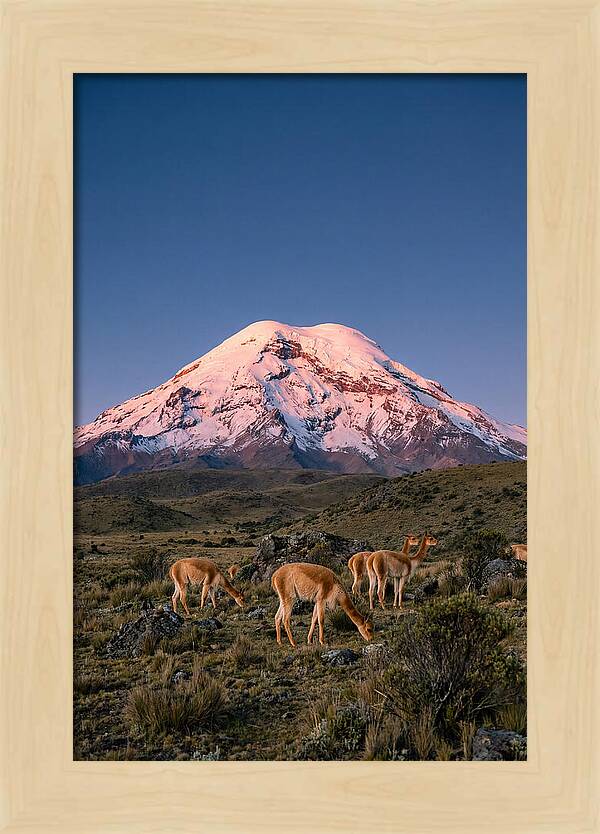 Chimborazo Volcano At Sunrise
