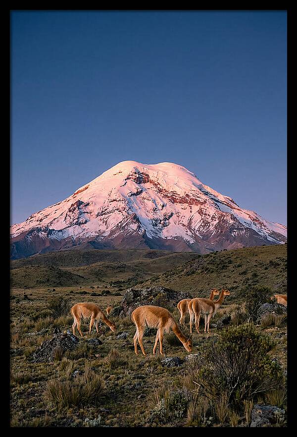 Chimborazo Volcano At Sunrise