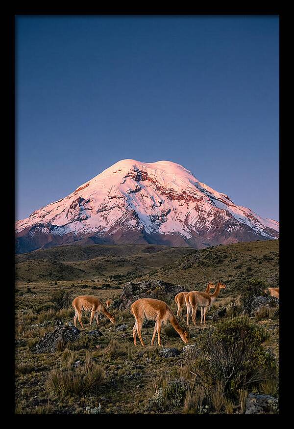 Chimborazo Volcano At Sunrise