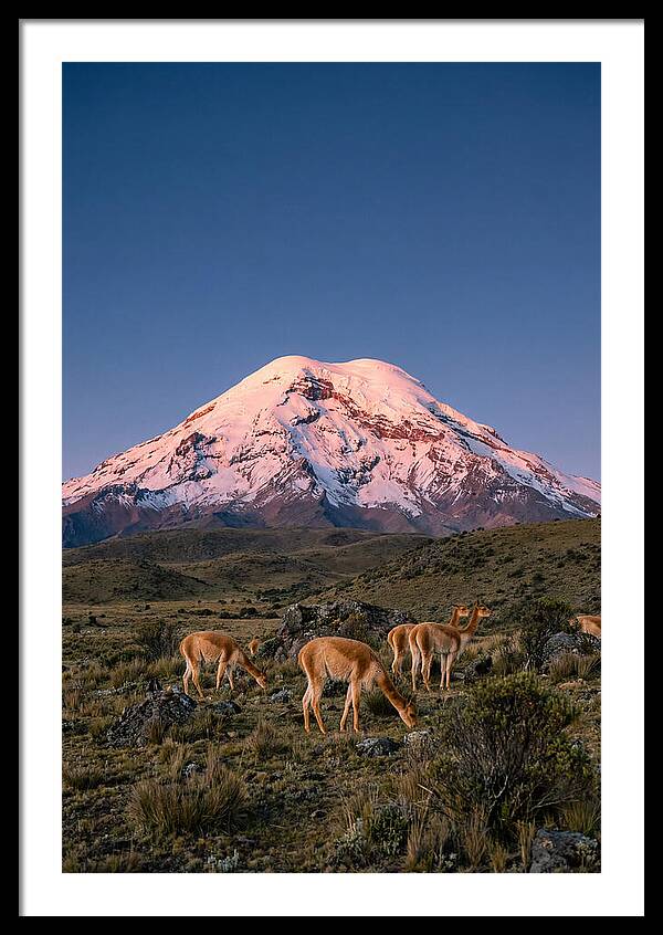 Chimborazo Volcano At Sunrise