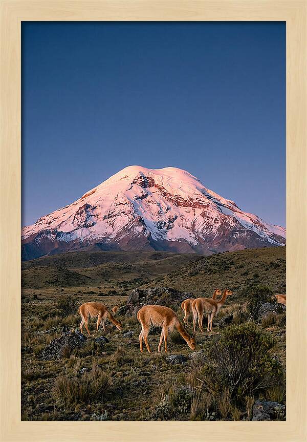 Chimborazo Volcano At Sunrise