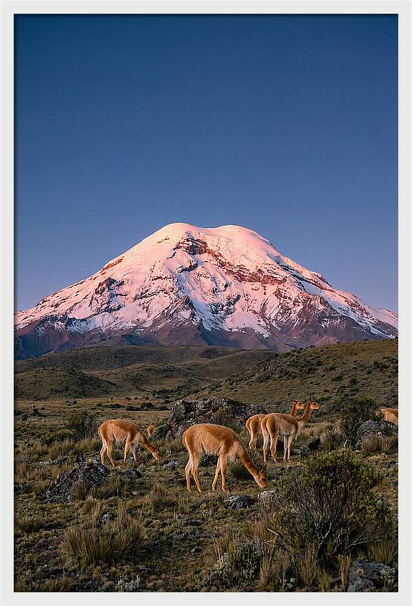 Chimborazo Volcano At Sunrise