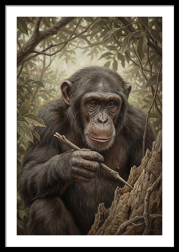 Chimpanzee Using Tools