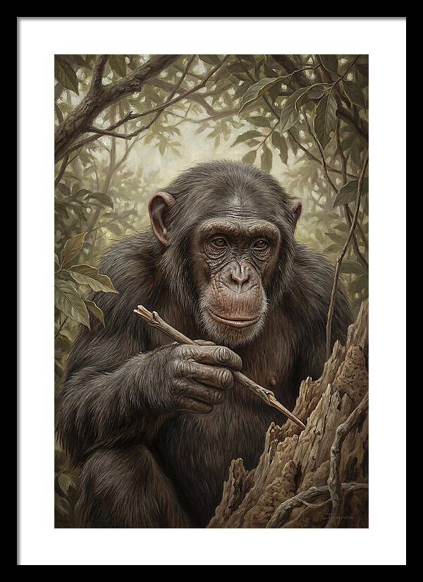 Chimpanzee Using Tools