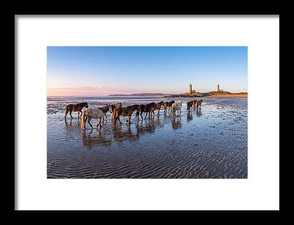 Chincoteague Island Herds At Dusk