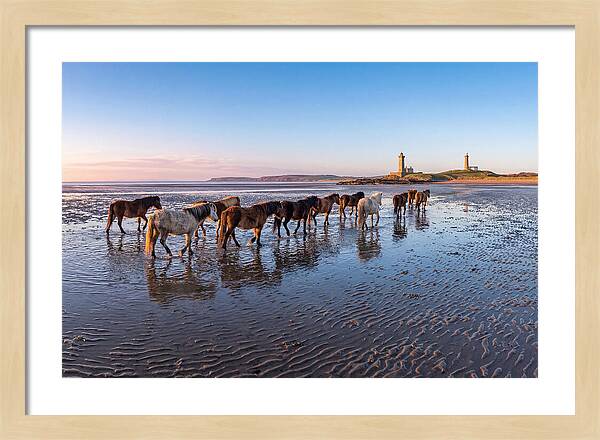 Chincoteague Island Herds At Dusk