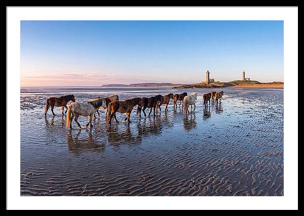 Chincoteague Island Herds At Dusk