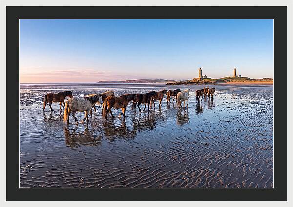 Chincoteague Island Herds At Dusk