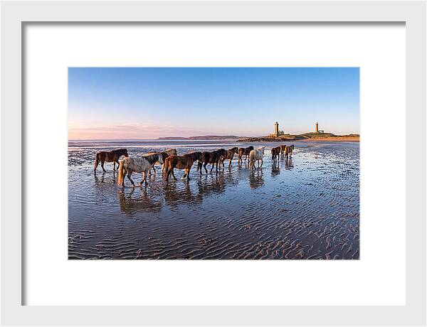 Chincoteague Island Herds At Dusk