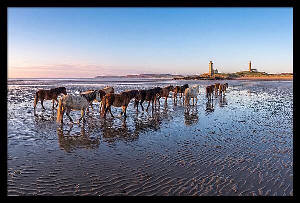 Chincoteague Island Herds At Dusk