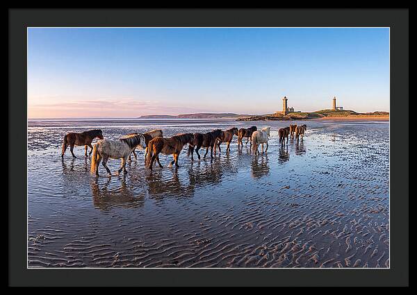 Chincoteague Island Herds At Dusk