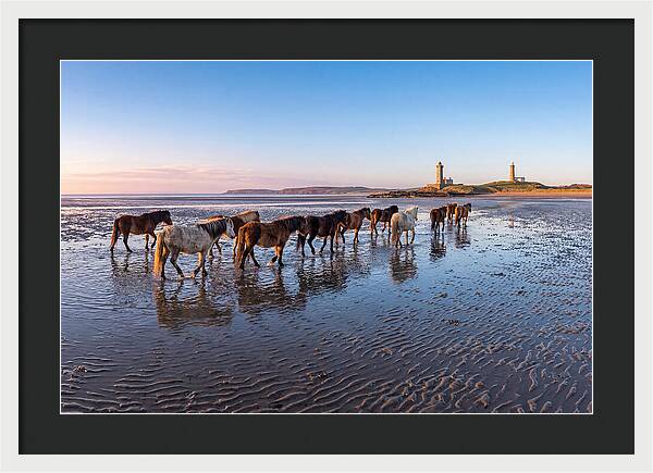 Chincoteague Island Herds At Dusk